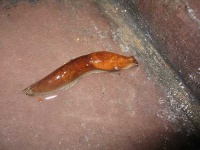 image of slug