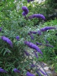 image of bush