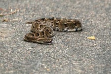 image of hognose_snake #33