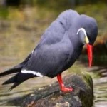 image of bird