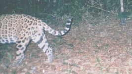 image of jaguar_car
