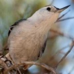image of bird