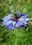 image of flower