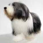 image of bearded_collie #32