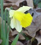 image of flower