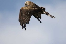image of kite