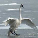 image of bird