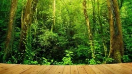 image of tropical_forest