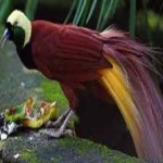 image of bird