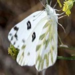 image of animal