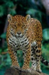 image of jaguar_car
