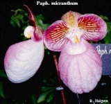 image of flower