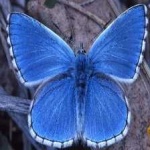 image of animal