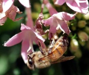 image of bee #14