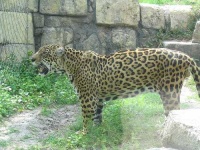 image of jaguar_car