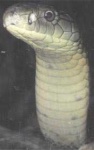 image of indian_cobra