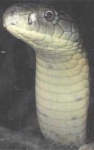 image of indian_cobra #33