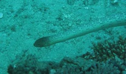 image of sea_snake