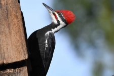 image of woodpecker #6