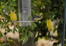 image of goldfinch