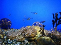 image of jellyfish