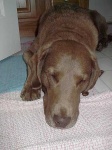 image of chesapeake_bay_retriever
