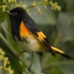 image of bird