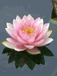 image of water_lilly