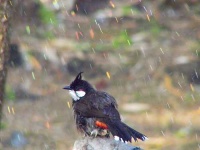 image of bulbul
