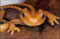 image of common_newt #23