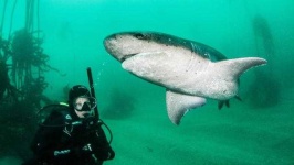 image of shark #17