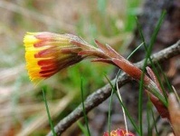image of flower