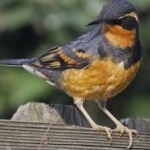 image of bird