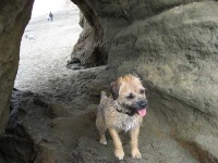 image of border_terrier #12