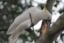 image of sulphur_crested_cockatoo #30