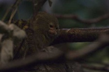 image of marmoset