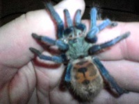 image of tarantula