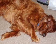 image of irish_setter #27