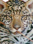 image of jaguar_car