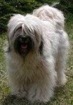 image of tibetan_terrier #17