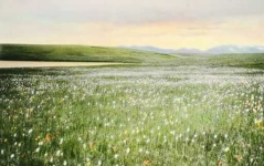 image of prairie