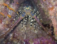 image of spiny_lobster #3