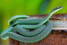 image of sea_snake