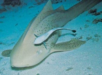 image of tiger_shark