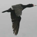 image of bird