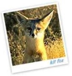image of kit_fox