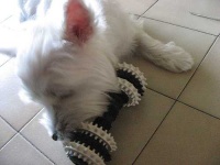 image of west_highland_white_terrier