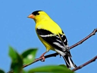 image of finch