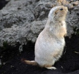 image of animal