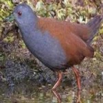 image of bird